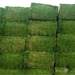 alfalfa hay for sale