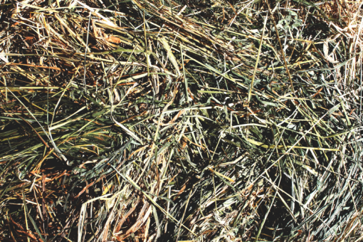 Sudan Grass Hay For Sale